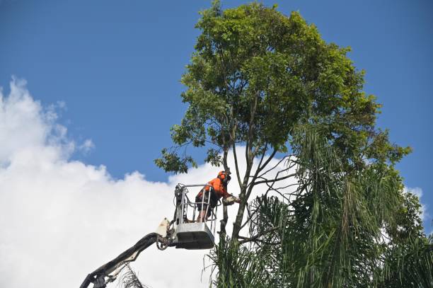 How Our Tree Care Process Works  in  Kahoka, MO